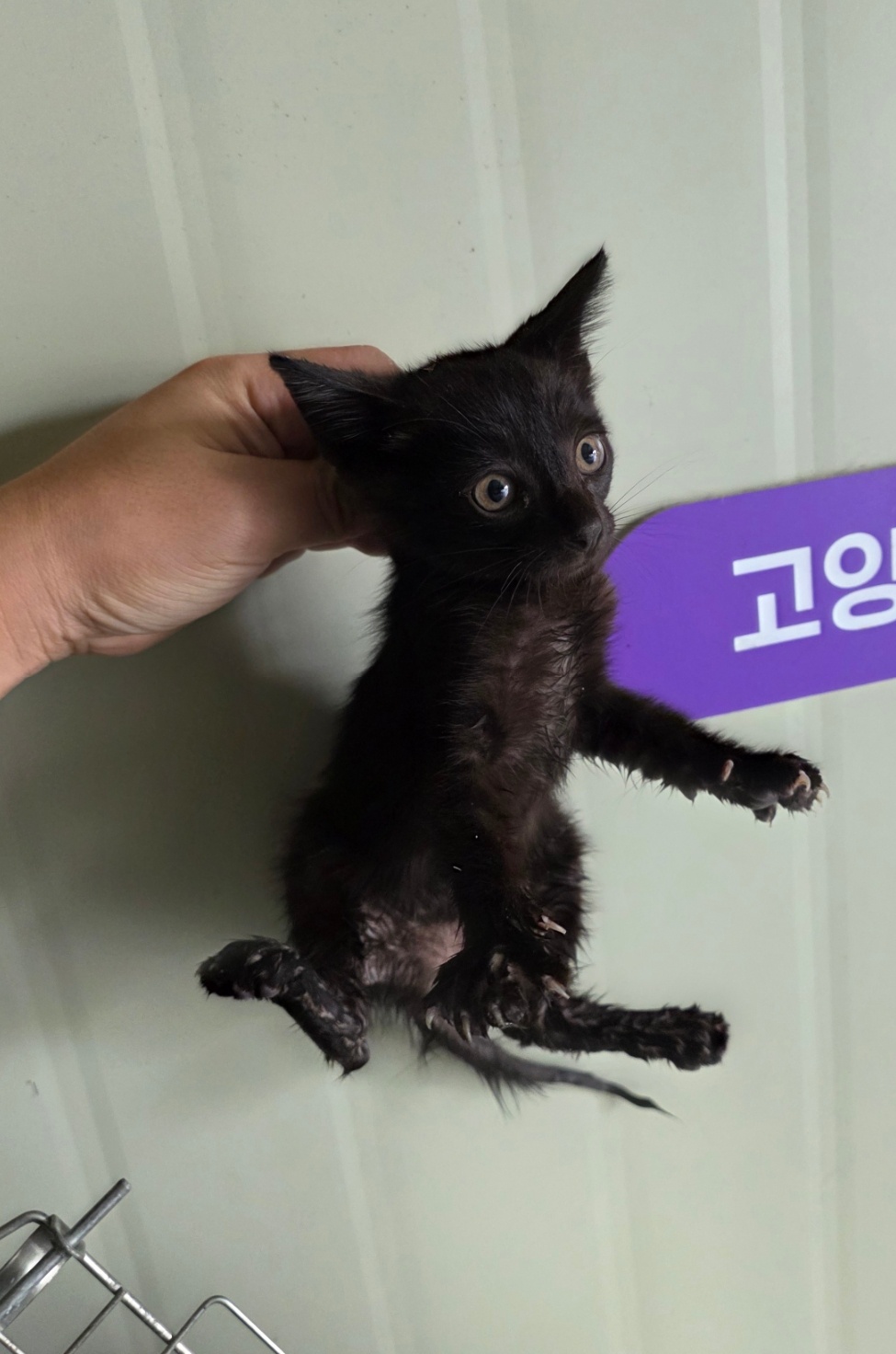 보호중 한국 고양이…